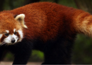 Panda e kuqe arratiset nga rrethimi i kopshtit zoologjik